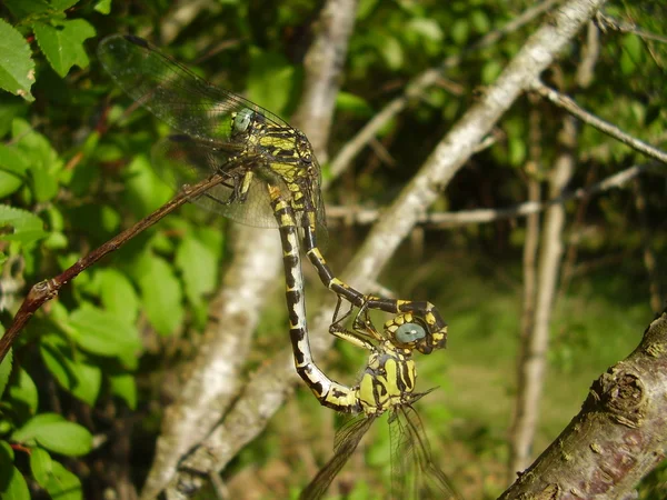 Clube de cauda Dragonflies acasalamento — Fotografia de Stock