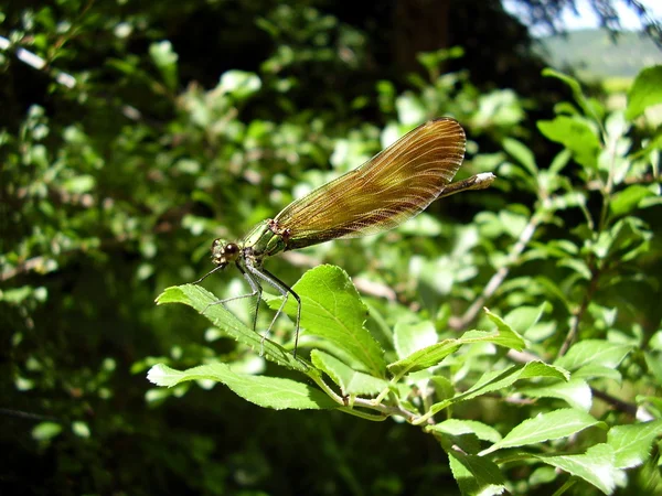 DragonFly - Motýlice — Stock fotografie