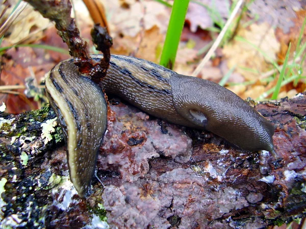 Ashy-grå slug — Stockfoto