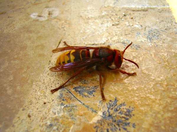 Asiático vespas — Fotografia de Stock