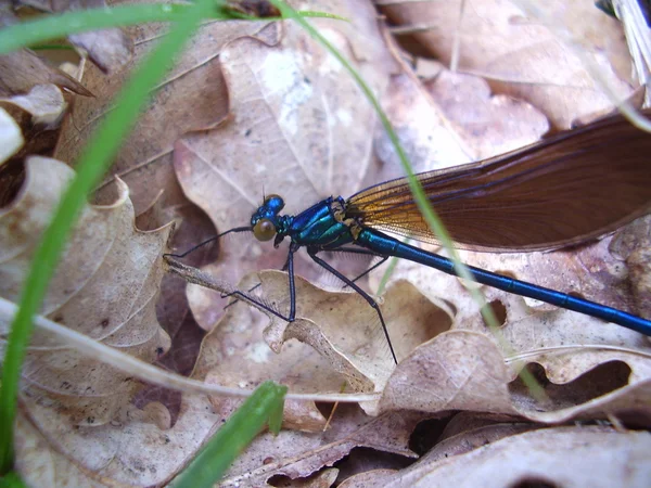 Libelle - schöne Demoiselle — Stockfoto