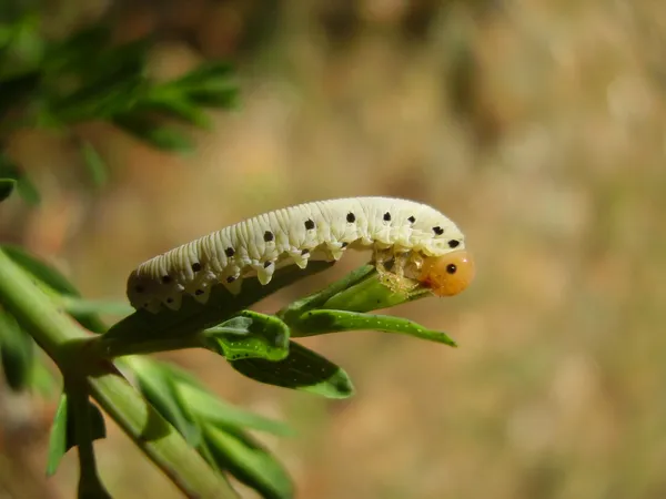 Sawfly Larvae — Stock Photo, Image