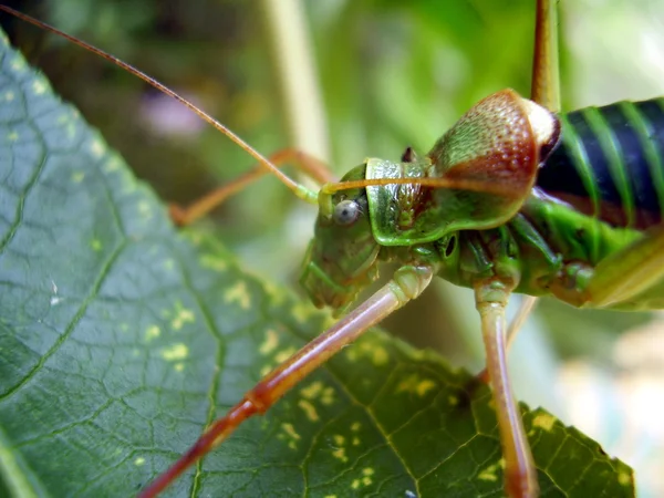 Saddle-backed Bush-cricket — Stock Photo, Image