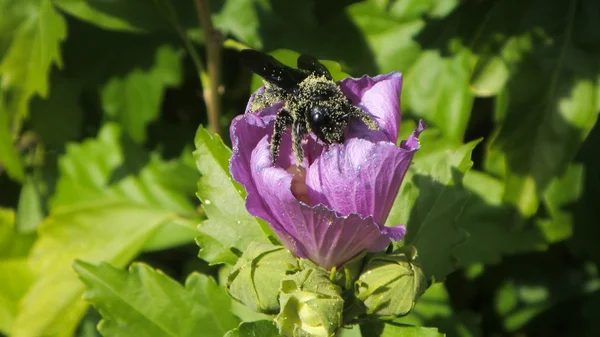 Zimmermannsbiene mit Pollen übersät — Stockfoto