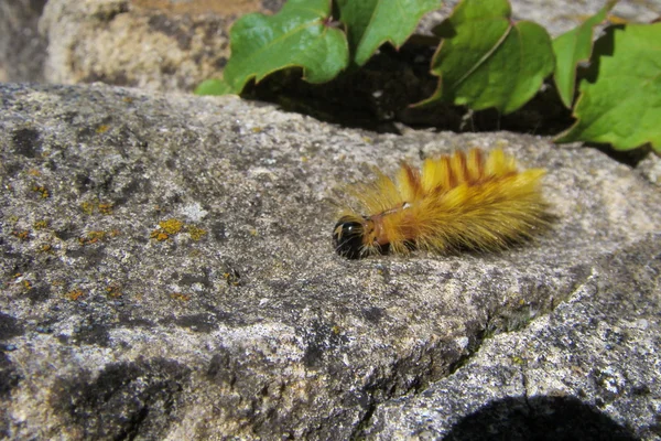 Sycamore moth larv — Stockfoto