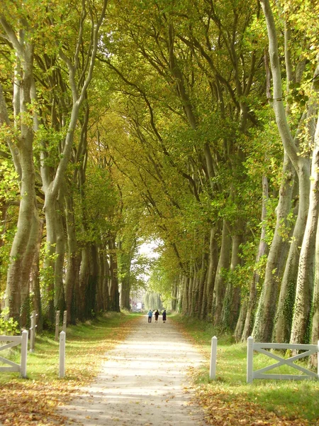 Laan van bomen — Stockfoto