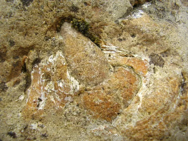 Fossilized Tooth and Jawbone — Stock Photo, Image