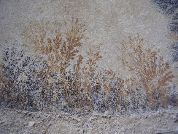 化石蕨类植物 — 图库照片