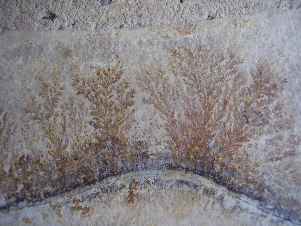 化石蕨类植物 — 图库照片