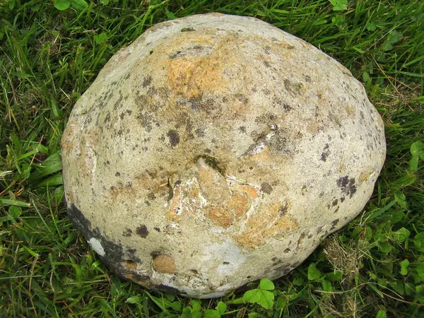 돌을 보여주는 화석 이빨 — 스톡 사진