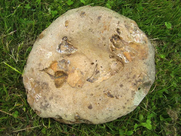 Камень с окаменелыми зубами — стоковое фото