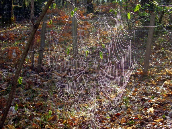 Obří web Křižák obecný — Stock fotografie