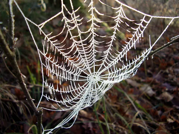 Telaraña congelada — Foto de Stock