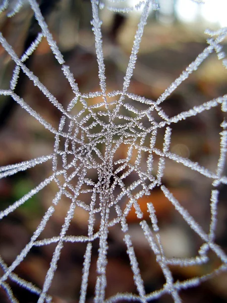 Teia de aranha congelada — Fotografia de Stock