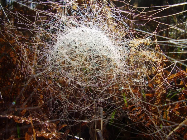 Teia de aranha de cúpula filmy — Fotografia de Stock