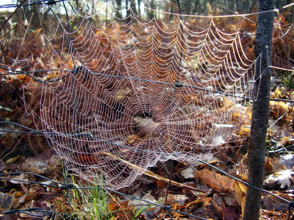 Web Křižák obecný — Stock fotografie