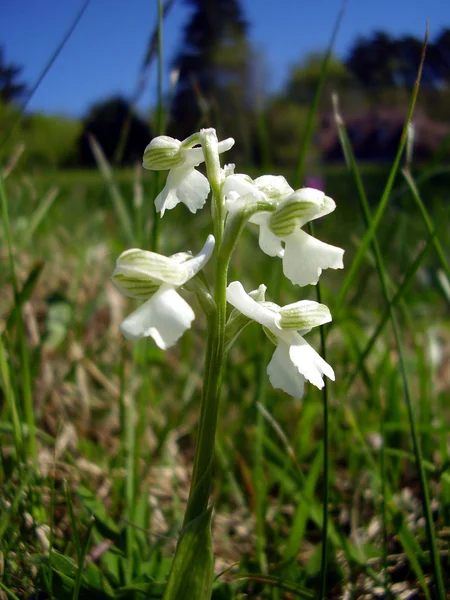 Orchidea alata verde — Foto Stock