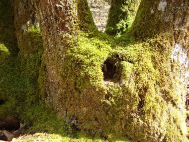 yosun kaplı ağaç gövdesi