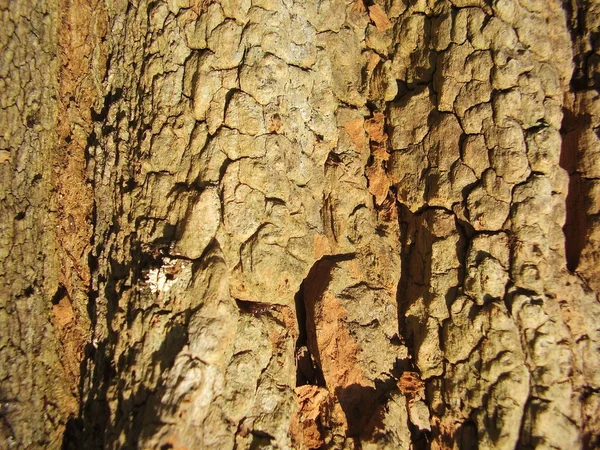 Corteza de un árbol de acacia — Foto de Stock