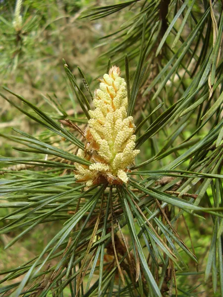 Kiefernblüte — Stockfoto