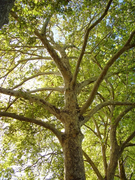 Plano de Londres Árbol —  Fotos de Stock