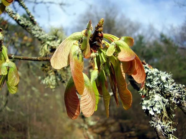 Akçaağaç ağaç (Acer) tuşları — Stok fotoğraf