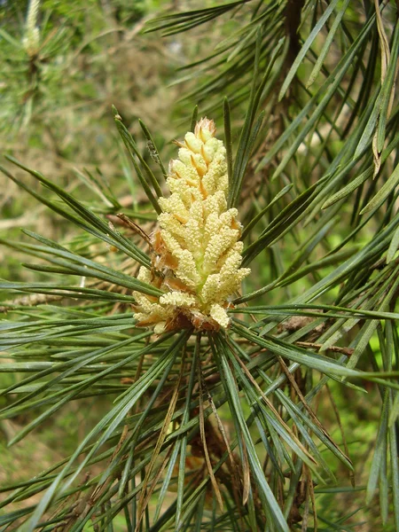 Pine tree blomma Stockbild
