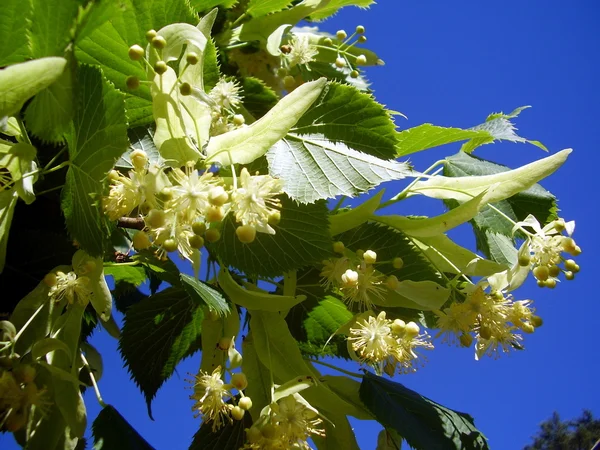 Lime Tree blommor aka Linden Tree (Tilia europoea) — Stockfoto