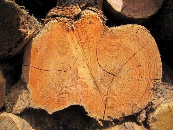 Cross section of Sweet Chestnut log — Stock Photo, Image