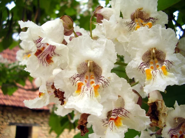 Indische Bohnenbaumblüten — Stockfoto