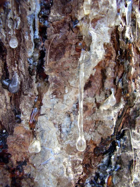 Sap dripping from pine tree — Stock Photo, Image