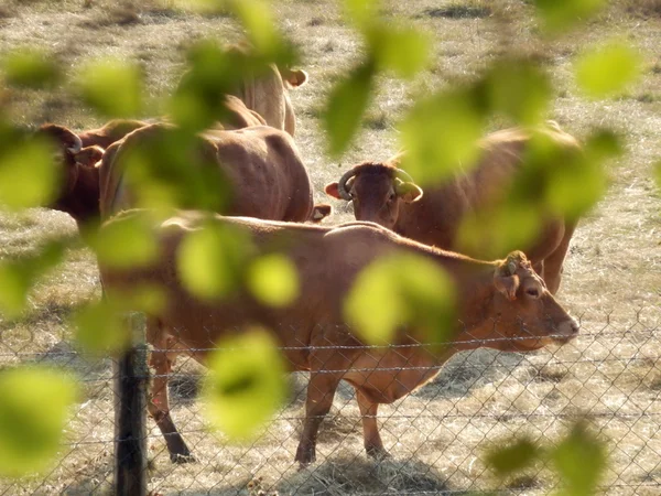 Vacas limusinas —  Fotos de Stock