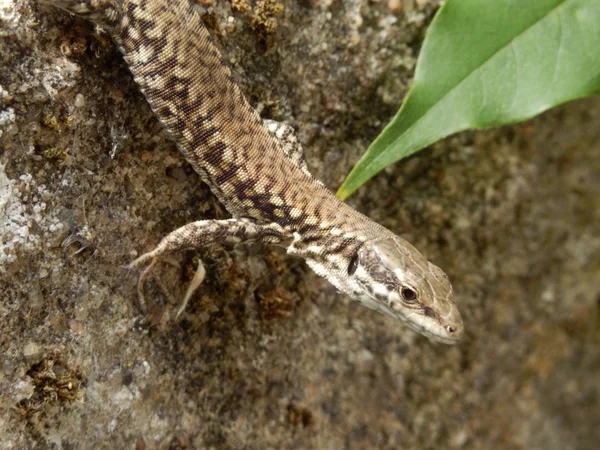 Lagarto comum em uma parede de pedra — Fotografia de Stock