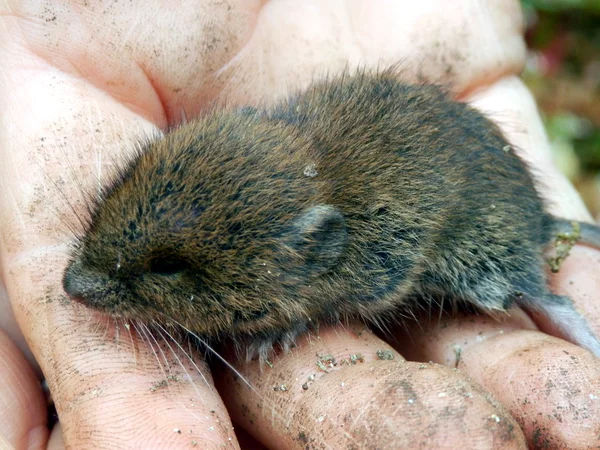 Baby Field Vole Royalty Free Stock Images