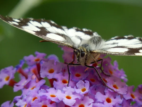 Gemarmerde witte vlinder — Stockfoto