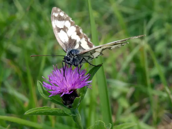 Marmorierter weißer Schmetterling — Stockfoto