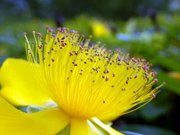 Hypericum calcyinum virág — Stock Fotó