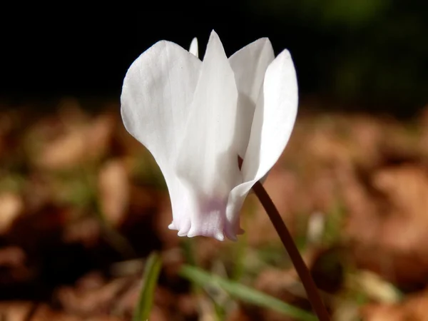 Biały kwiat kwiat — Zdjęcie stockowe