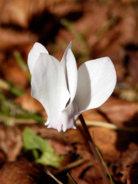 White Cyclamen flower — Stock Photo, Image