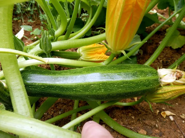 Courgette Plant — Stockfoto