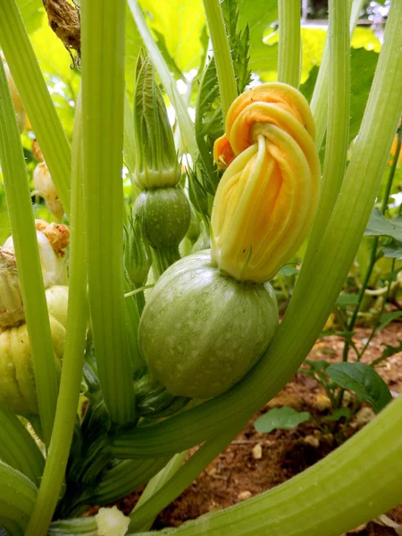 Runda zucchini växt — Stockfoto