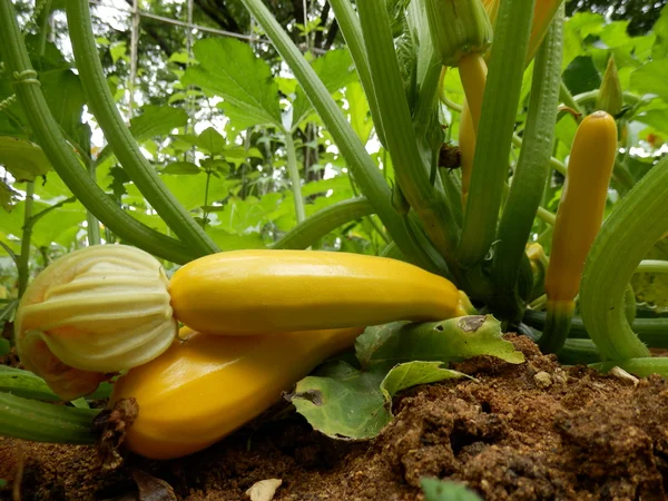 Gele courgette plant — Stockfoto