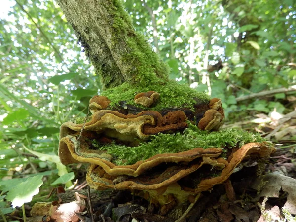 Chicken of the Woods mushroom — Stock Photo, Image