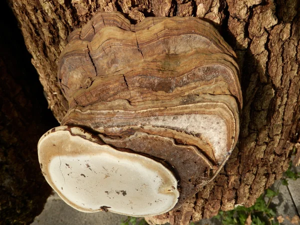 Phellinus igniarius cogumelo — Fotografia de Stock