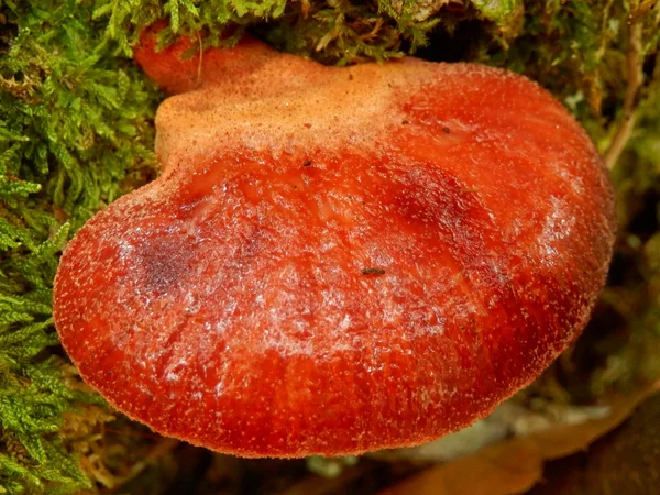 Biefstuk schimmel — Stockfoto