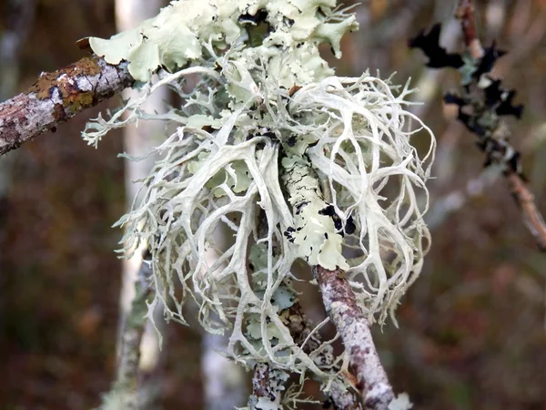 Reindeer Lichen — Stockfoto