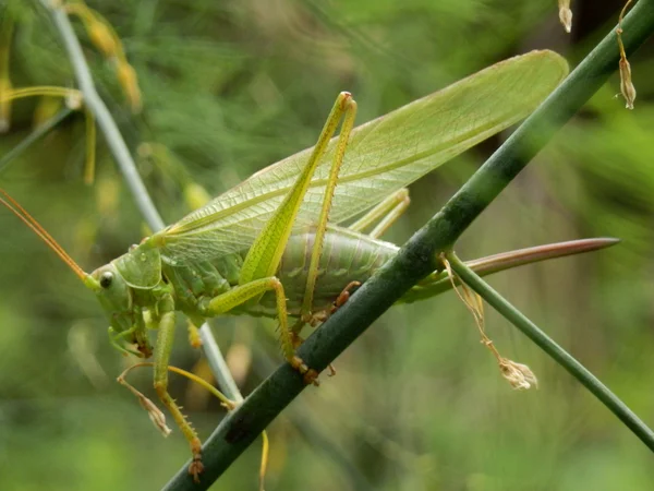 Big green grasshopper — Stock Photo, Image