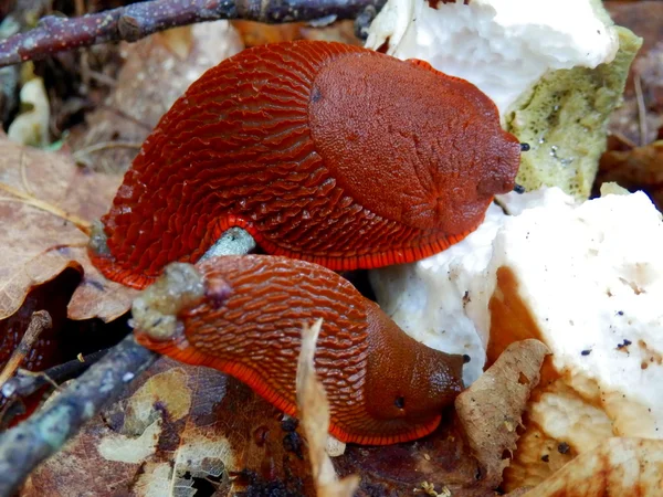 Limaces rouges européennes — Photo