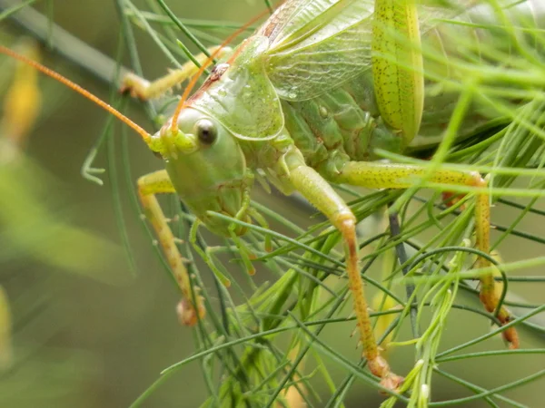 Big green grasshopper — Stock Photo, Image