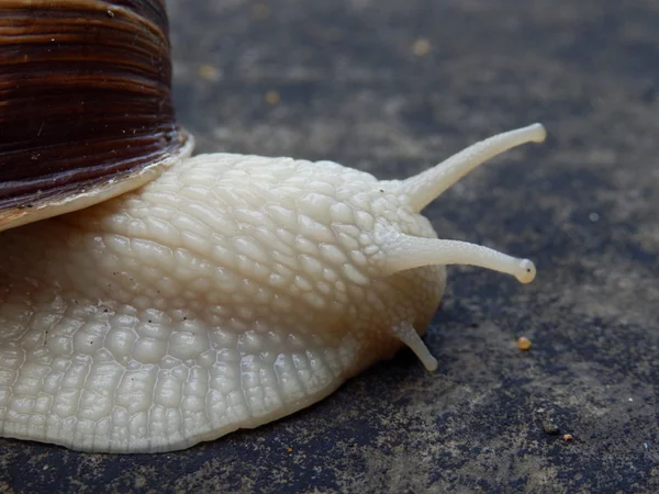 Roman Snail — Stock Photo, Image